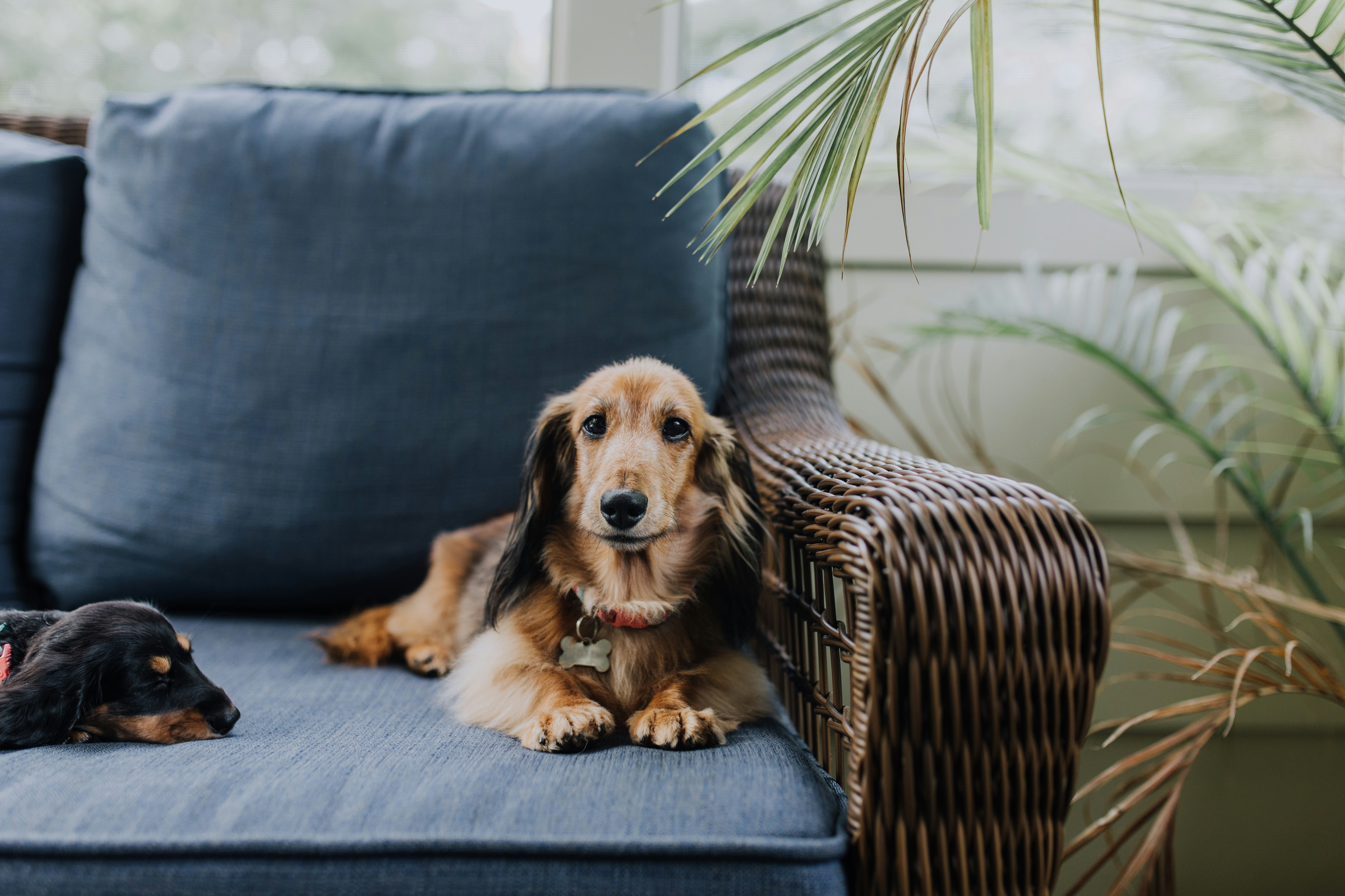 group dachshund photo